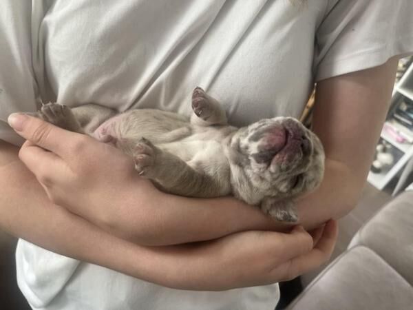 Stunning French Bulldog Pups for sale in Newbury, Berkshire - Image 3