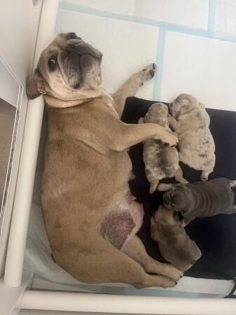 Stunning French Bulldog Pups for sale in Newbury, Berkshire - Image 4