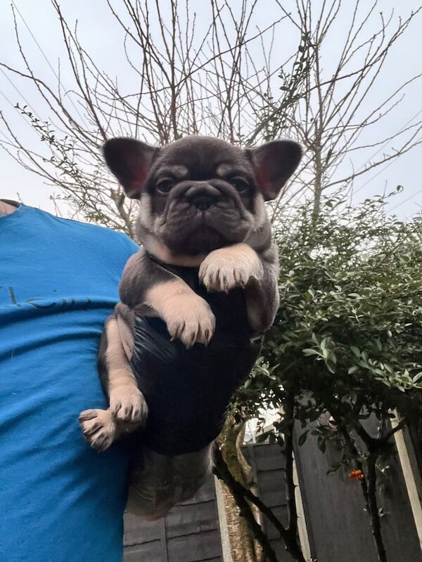 Stunning French bulldog pups for sale in Stockport, Greater Manchester