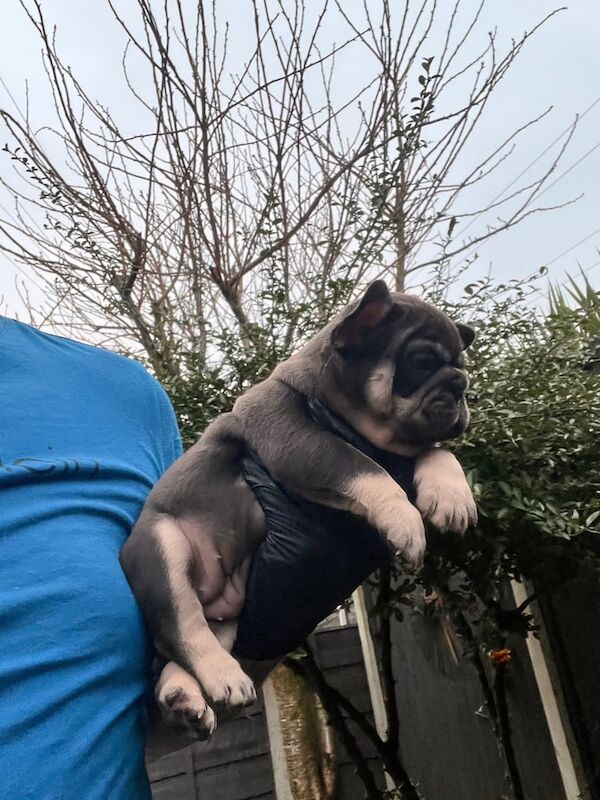 Stunning French bulldog pups for sale in Stockport, Greater Manchester - Image 2