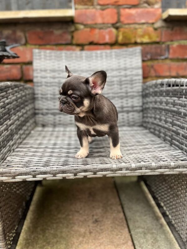 Stunning French bulldog pups for sale in Stockport, Greater Manchester - Image 3