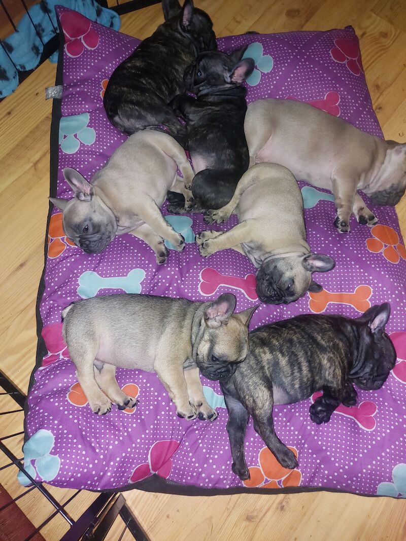 🦍 Stunning Frenchies 🩷💙 for sale in Derry, Derry - Image 2