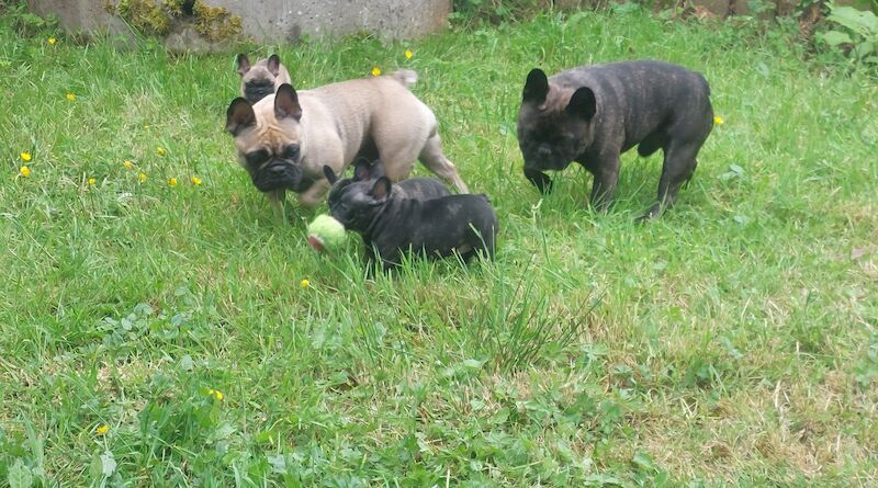 🦍 Stunning Frenchies 🩷💙 for sale in Derry, Derry - Image 3