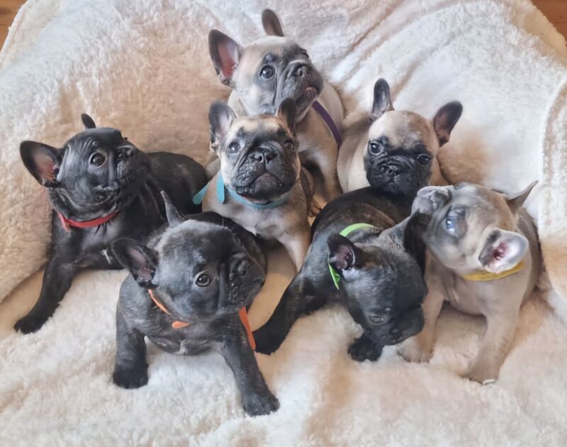 🦍 Stunning Frenchies 🩷💙 for sale in Derry, Derry - Image 4