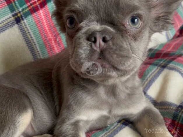 Stunning health tested lilac and tan KC reg fluffy frenchies for sale in Cheltenham, Gloucestershire - Image 1