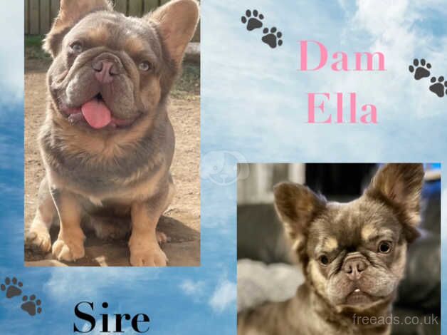 Stunning health tested lilac and tan KC reg fluffy frenchies for sale in Cheltenham, Gloucestershire - Image 2