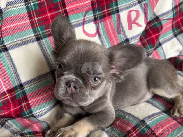 Stunning health tested lilac and tan KC reg fluffy frenchies for sale in Cheltenham, Gloucestershire - Image 5