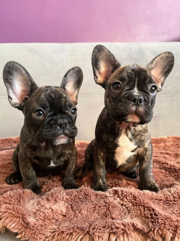 Stunning KC Register French Bulldogs for sale in Feltham, Greater London