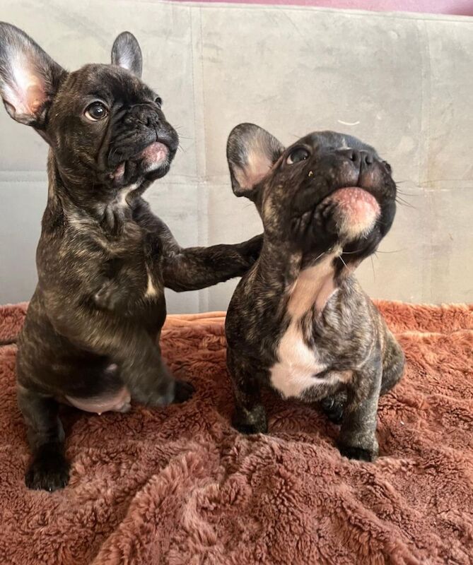 Stunning KC Register French Bulldogs for sale in Feltham, Greater London - Image 2