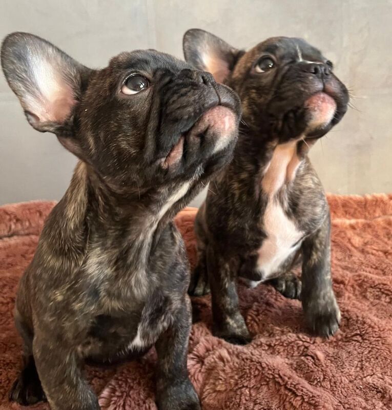 Stunning KC Register French Bulldogs for sale in Feltham, Greater London - Image 3