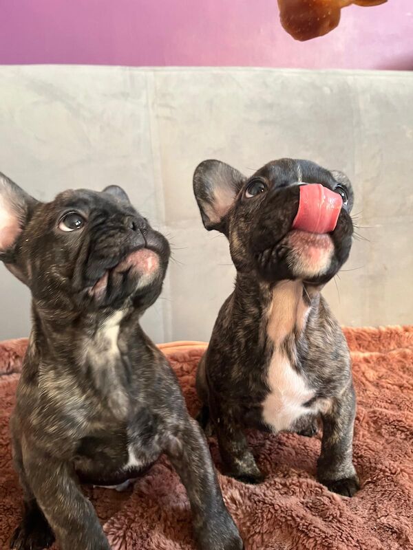 Stunning KC Register French Bulldogs for sale in Feltham, Greater London - Image 4