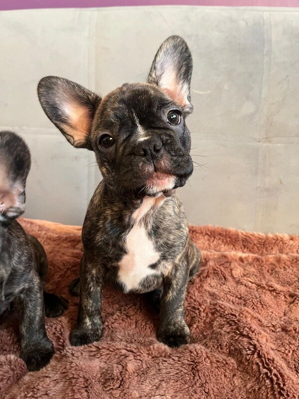 Stunning KC Register French Bulldogs for sale in Feltham, Greater London - Image 5