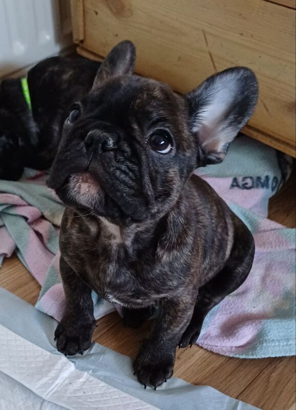 Stunning KC Register French Bulldogs for sale in Feltham, Greater London - Image 6