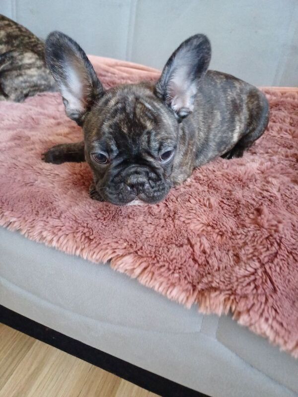 Stunning KC Register French Bulldogs for sale in Feltham, Greater London - Image 7