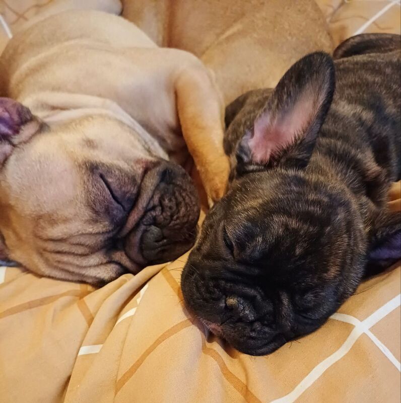 Stunning KC Register French Bulldogs for sale in Feltham, Greater London - Image 8