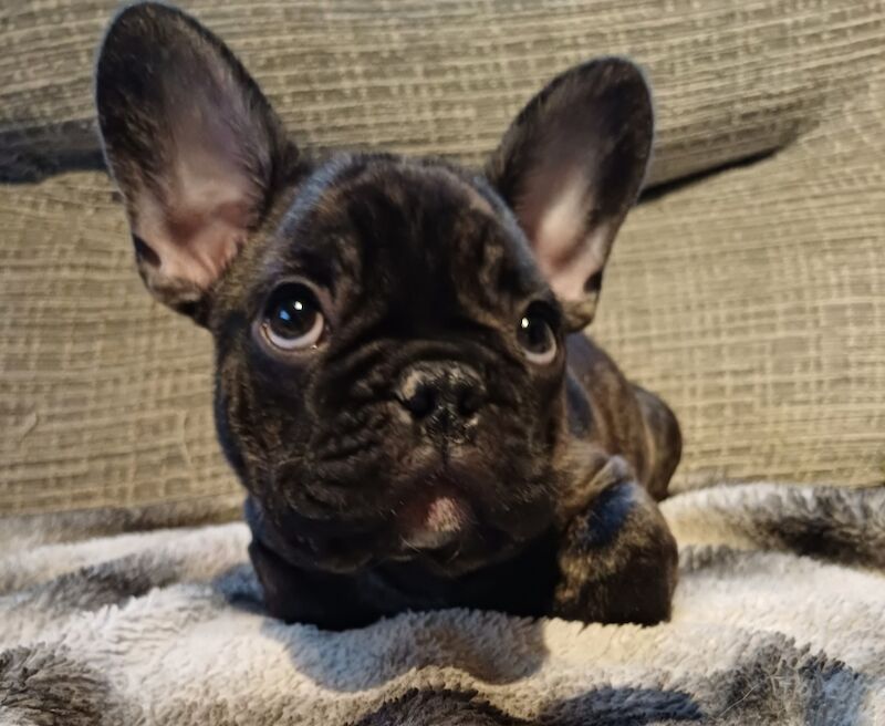 Stunning KC Register French Bulldogs for sale in Feltham, Greater London - Image 9