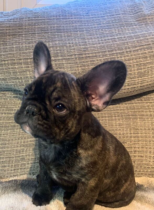 Stunning KC Register French Bulldogs for sale in Feltham, Greater London - Image 10