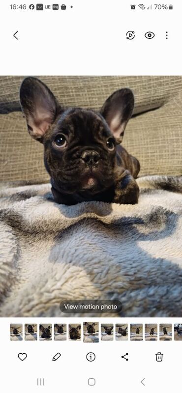 Stunning KC Register French Bulldogs for sale in Feltham, Greater London - Image 11