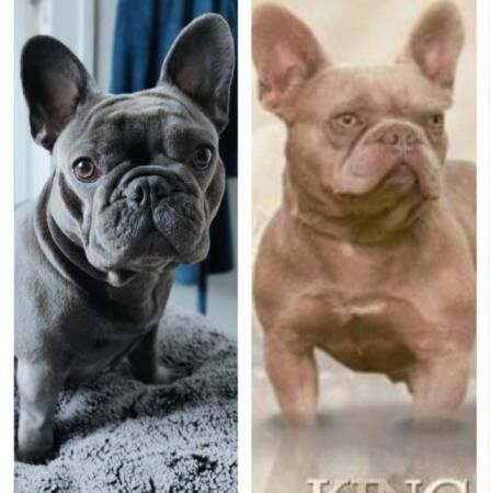 STUNNING KC REGISTERED FRENCHIE BABIES for sale in Milton Keynes, Buckinghamshire