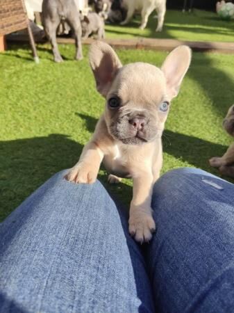 STUNNING KC REGISTERED FRENCHIE BABIES for sale in Milton Keynes, Buckinghamshire - Image 2