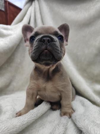 STUNNING KC REGISTERED FRENCHIE BABIES for sale in Milton Keynes, Buckinghamshire - Image 3