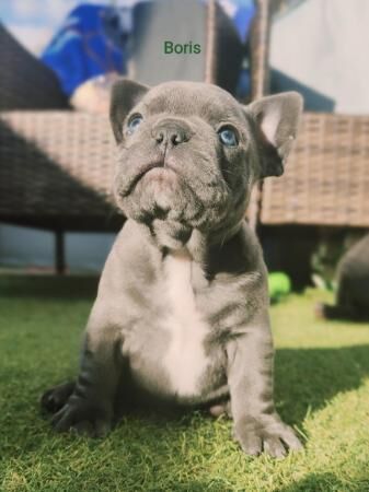 STUNNING KC REGISTERED FRENCHIE BABIES for sale in Milton Keynes, Buckinghamshire - Image 4