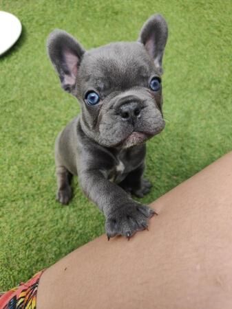 STUNNING KC REGISTERED FRENCHIE BABIES for sale in Milton Keynes, Buckinghamshire - Image 5