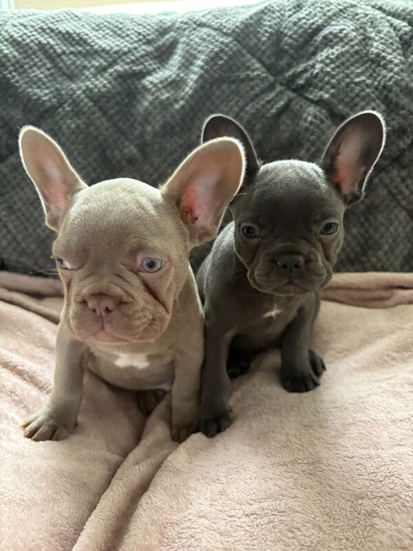 ALL PUPPYS SOLD for sale in Northamptonshire - Image 5