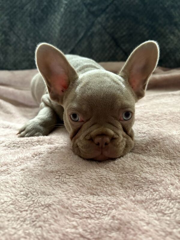 ALL PUPPYS SOLD for sale in Northamptonshire - Image 7