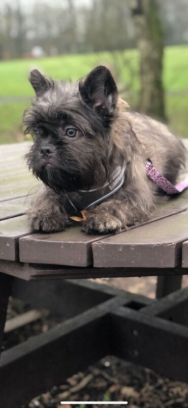 TEDDY BEAR FLOODLE FRENCHBULLDOG for sale in Bolton, Greater Manchester - Image 8