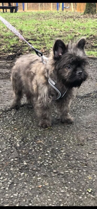 TEDDY BEAR FLOODLE FRENCHBULLDOG for sale in Bolton, Greater Manchester - Image 9