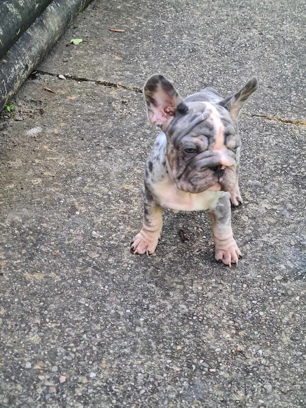 French bulldogs for sale in Alfreton, Derbyshire