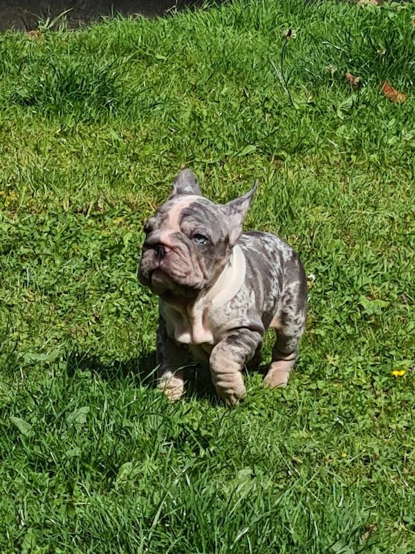 French bulldogs for sale in Alfreton, Derbyshire - Image 2