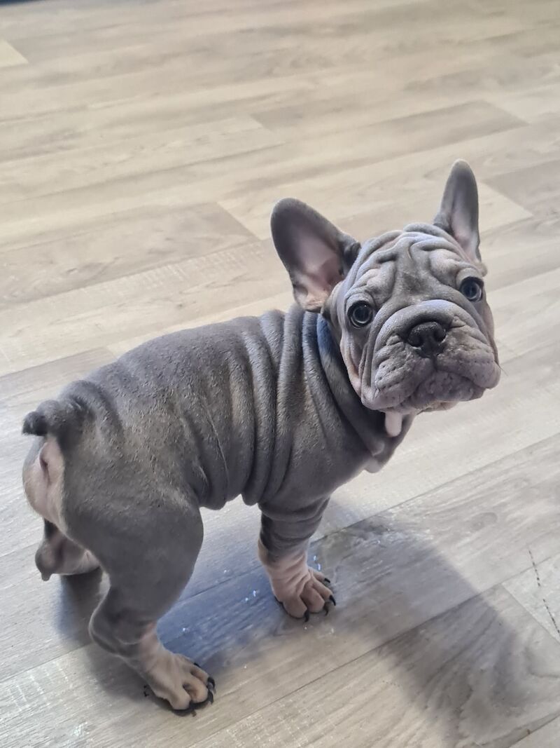 French bulldogs for sale in Alfreton, Derbyshire - Image 3