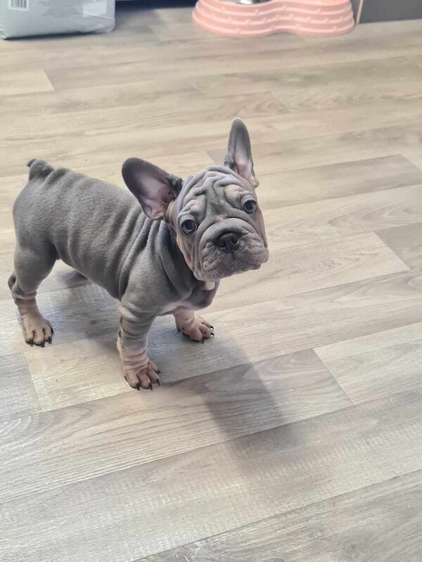 French bulldogs for sale in Alfreton, Derbyshire - Image 5