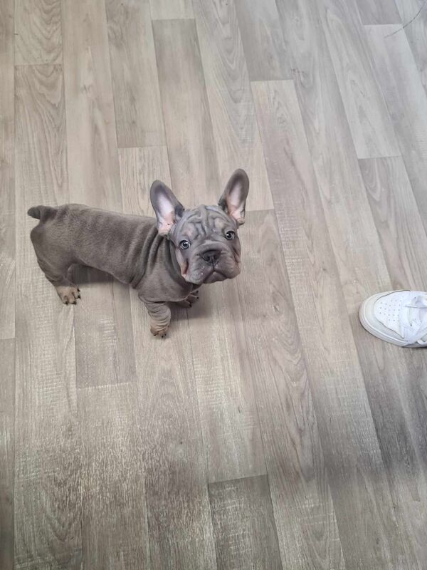 French bulldogs for sale in Alfreton, Derbyshire - Image 9