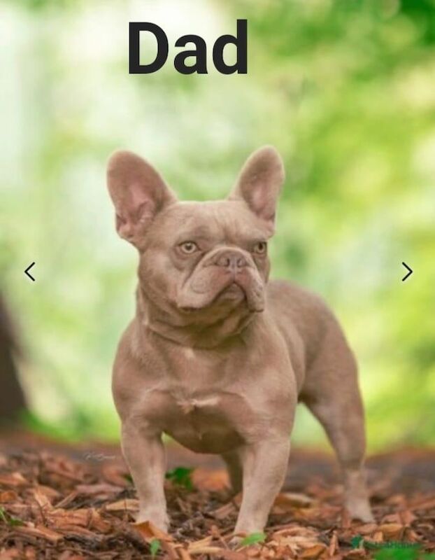 💥Top quality French Bulldogs💥 for sale in Tamworth, Staffordshire - Image 2