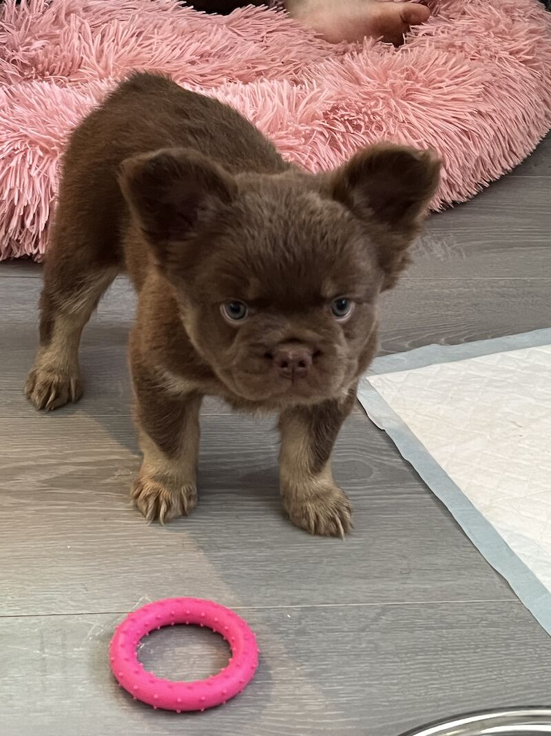 Top Quality, Full Fluffy French Bulldog Puppies! KC registered. for sale in Sittingbourne, Kent