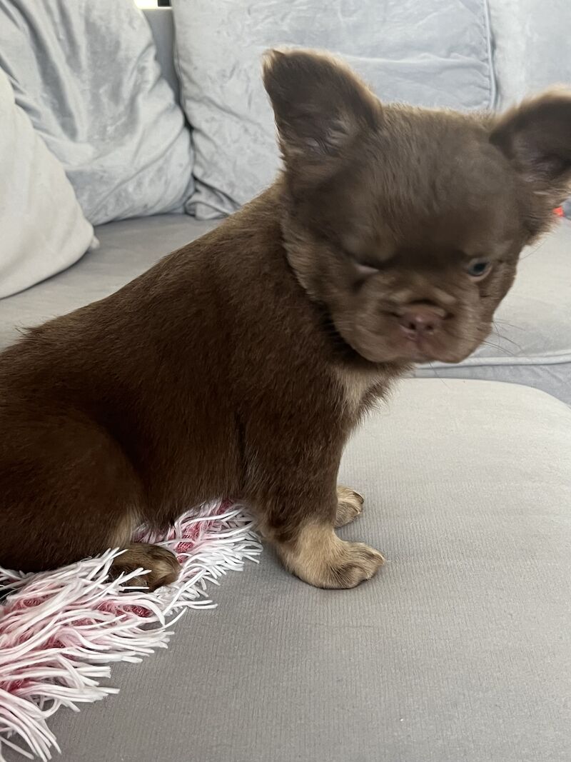 Top Quality, Full Fluffy French Bulldog Puppies! KC registered. for sale in Sittingbourne, Kent - Image 2