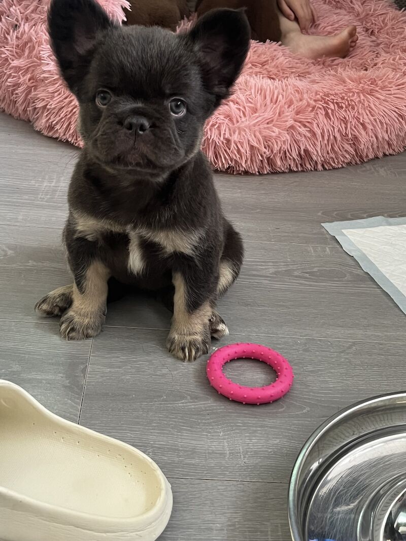 Top Quality, Full Fluffy French Bulldog Puppies! KC registered. for sale in Sittingbourne, Kent - Image 3