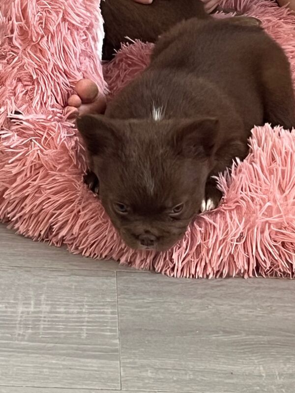 Top Quality, Full Fluffy French Bulldog Puppies! KC registered. for sale in Sittingbourne, Kent - Image 4