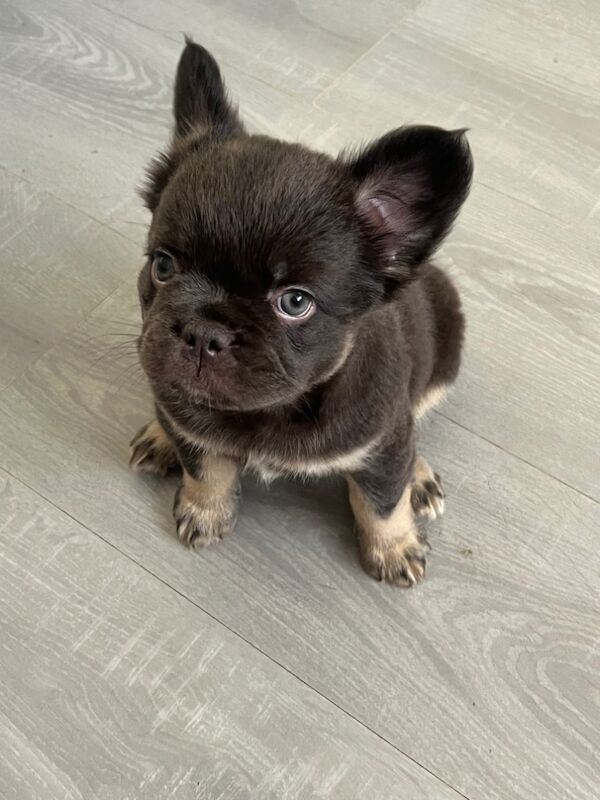 Top Quality, Full Fluffy French Bulldog Puppies! KC registered. for sale in Sittingbourne, Kent - Image 5