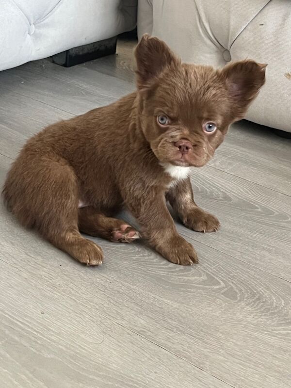 Top Quality, Full Fluffy French Bulldog Puppies! KC registered. for sale in Sittingbourne, Kent - Image 6