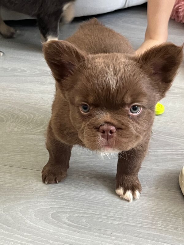 Top Quality, Full Fluffy French Bulldog Puppies! KC registered. for sale in Sittingbourne, Kent - Image 8