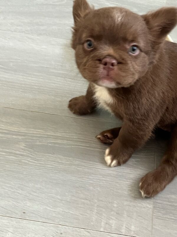 Top Quality, Full Fluffy French Bulldog Puppies! KC registered. for sale in Sittingbourne, Kent - Image 9