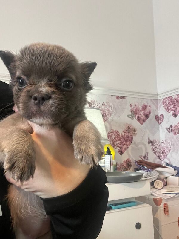 Top Quality, Full Fluffy French Bulldog Puppies! KC registered. for sale in Sittingbourne, Kent