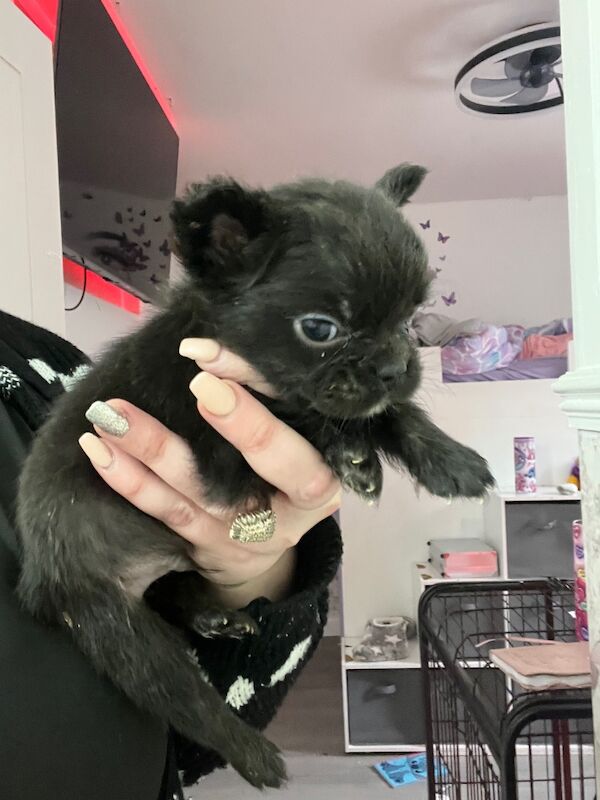 Top Quality, Full Fluffy French Bulldog Puppies! KC registered. for sale in Sittingbourne, Kent - Image 2