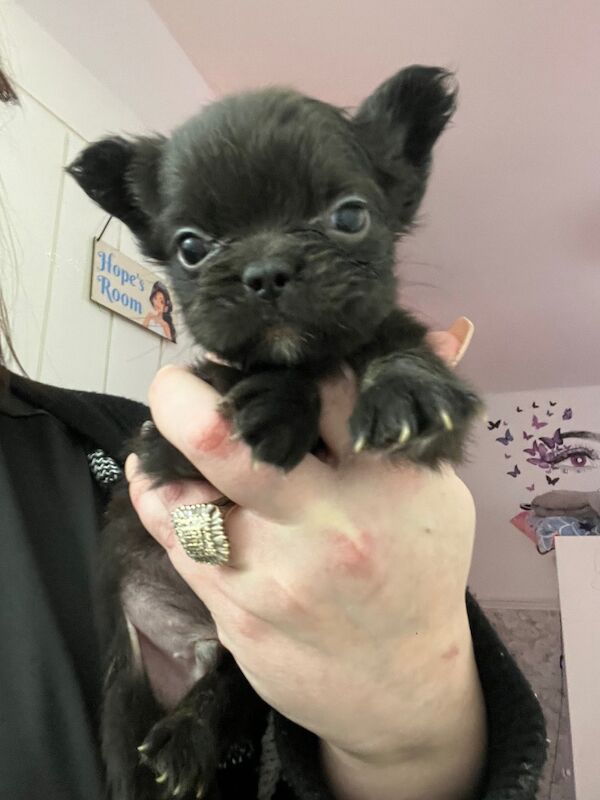 Top Quality, Full Fluffy French Bulldog Puppies! KC registered. for sale in Sittingbourne, Kent - Image 3