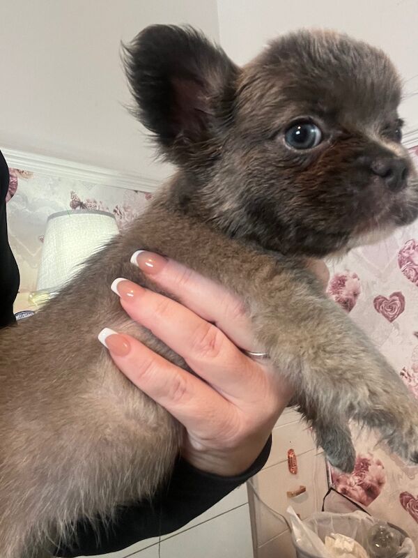 Top Quality, Full Fluffy French Bulldog Puppies! KC registered. for sale in Sittingbourne, Kent - Image 5