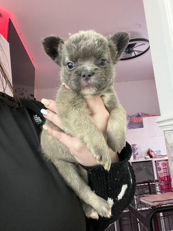 Top Quality, Full Fluffy French Bulldog Puppies! KC registered. for sale in Sittingbourne, Kent - Image 7